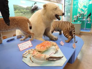 鹿児島県立博物館:写真