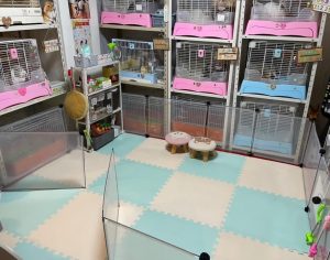 うさカフェりび:写真