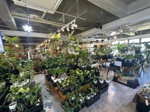 トキメキの森:写真